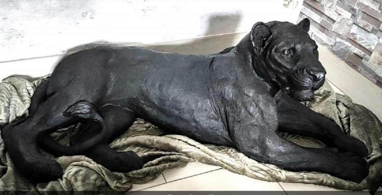 Zoologite サン・テニャン エクステリア 写真